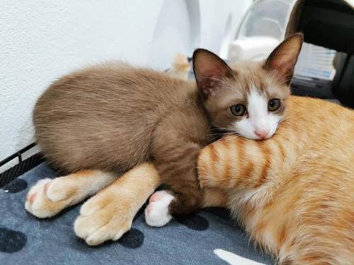 catsbeaversandducks:She loves cuddling her friend.Photos/caption by u/Babychortle