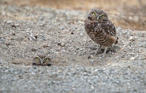 XXX Earth dwellers (Burrowing Owls) photo