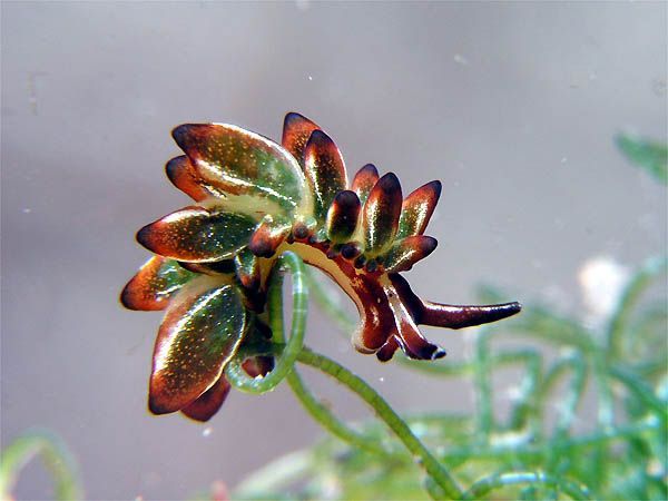 anudibranchaday:
“The Aplysiopsis toyamana is a sacoglossan sea slug (not a nudibranch!) that usually is about 2cm long. It lives just off the coast of Japan, and feeds off of the insides of algae cells!
Photo Source
”