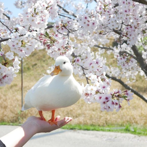 thesassyducks: The most beautiful call duck via @thesassyducks​ instagram