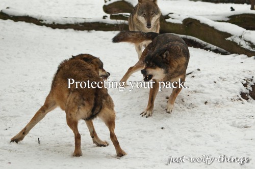 just-wolfy-things