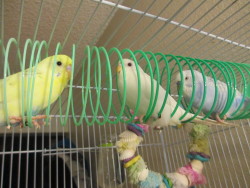 honpun:  birdsbirds:  horatioandalice:  This is how I find the budgies in the morning.  It’s funny because they’re usually not in the Slinky when I cover the cage in the evenings, but I can hear the squabbling as they jockey for position in the Slinky