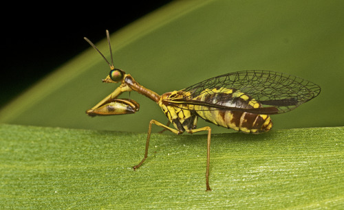 onenicebugperday:Yellow mantidfly, Spaminta minjerribae, Mantispidae Found on the southeastern 