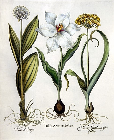 brigantias-isles -  Late White Tulip, Golden Garlic, Mountain...