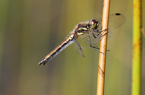 A four-spotted chaser.