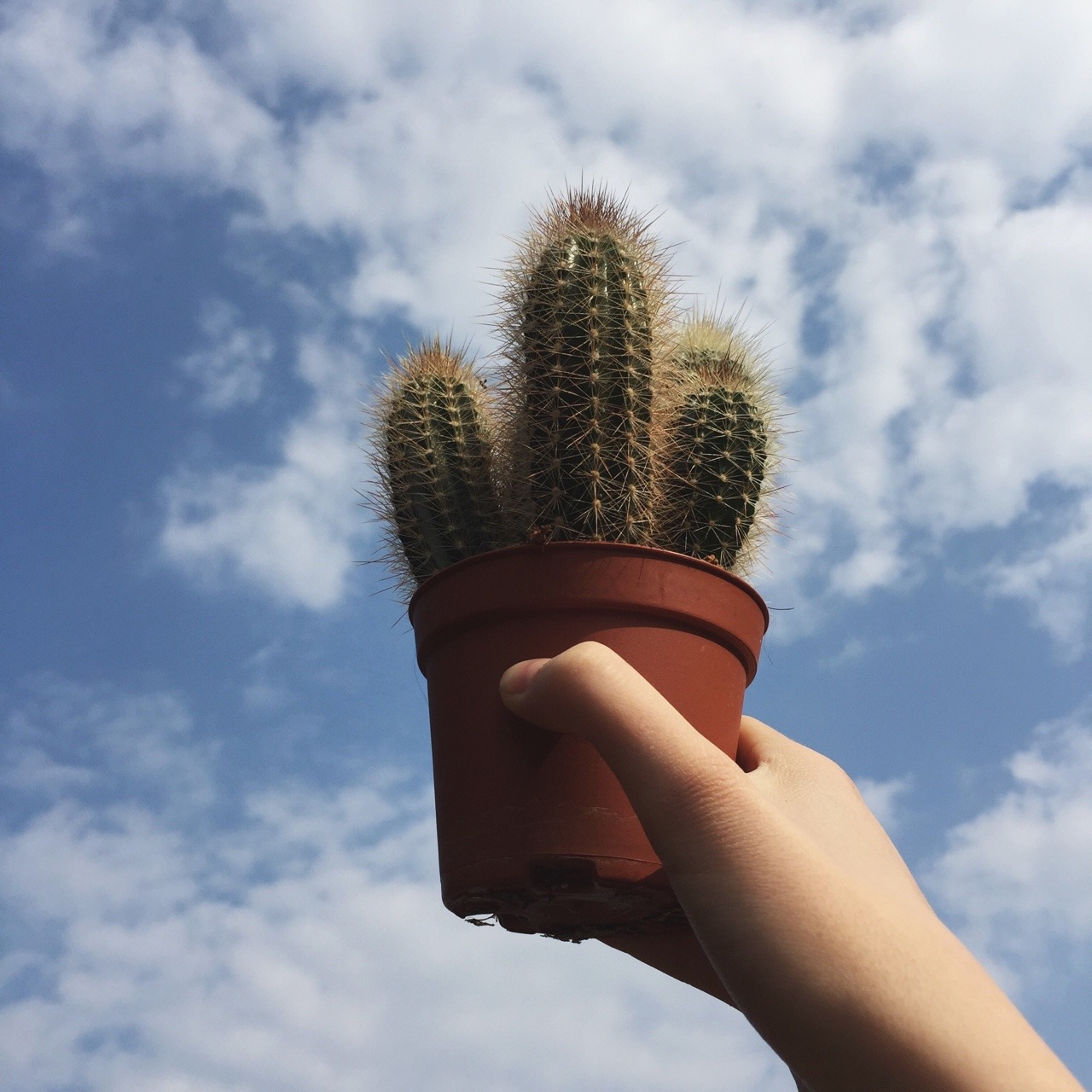 Plants and blue skies .