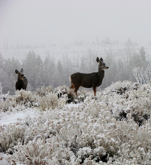 clumsum:Mule deer on a frosty morning