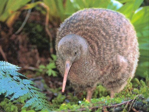 ainawgsd: Kiwi Kiwi or kiwis are flightless porn pictures