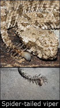 unexplained-events:  The Spider-tailed Viper has an appendage that mimics a spider.