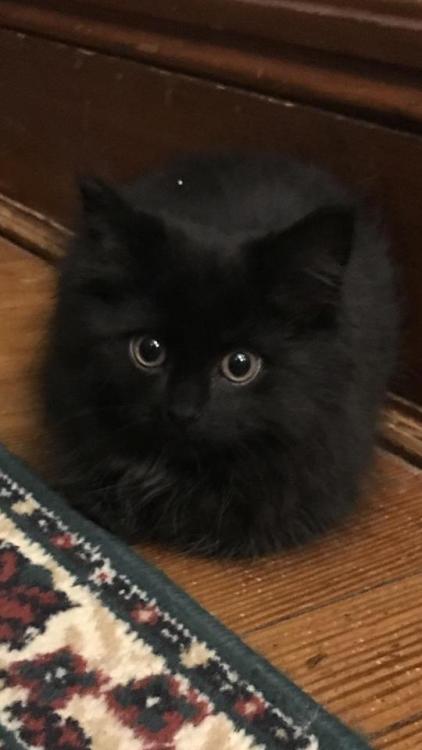 thecutestcatever: cutekittensarefun: My kitten Scottie when I first brought her home, she was so tin