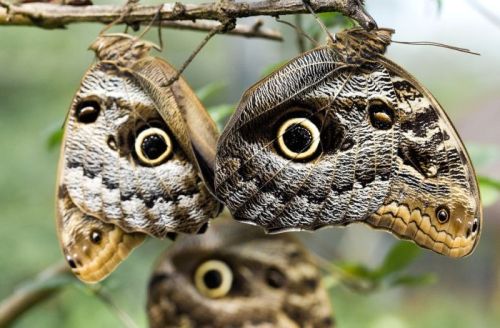 sixpenceee: The Owl Butterfly are known for their huge eyespots, which resemble owls’ eye