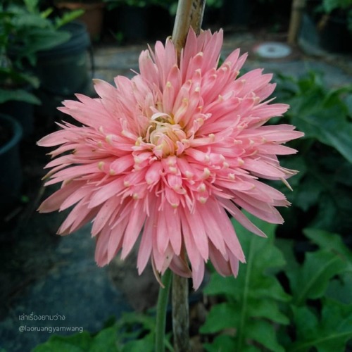 พิมพา #เยอบีร่า #gerbera #thaigerbera #colourful #flowers #botany #botanicalgarden #samkok #pathumth