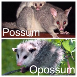 opossummypossum:  toratiger:  I’m just