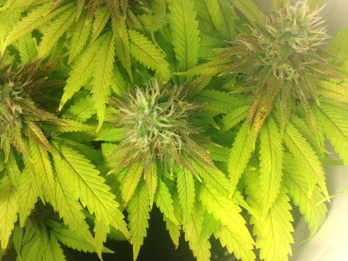 agreatgreenwizard:  Last week, week eleven, just waiting for the heads to ripen up, then the cut!