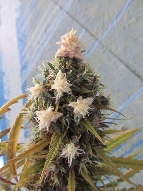 smokened: smokehydro-rockdiamonds: smokened: gato-42r:What strain is this? Frosy - SSH X Grape Krush