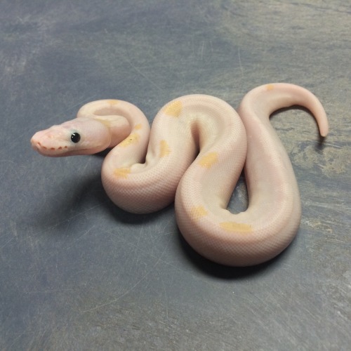 .1 Super Fire Ball Python, aka BEL or Black-Eyed Leucy, produced by Eleven-Nineteen ReptilesInstagra