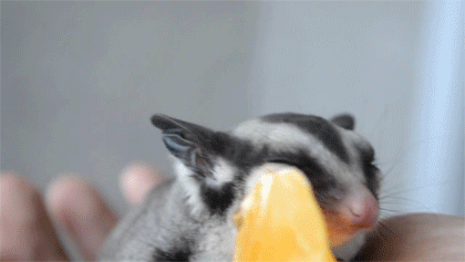 grimphantom:  onlylolgifs:  Adorable Sugar Glider Trevor eats orange and falls asleep  Grimphantom: Makes you want to have one of them XD.  so cute I want! <3