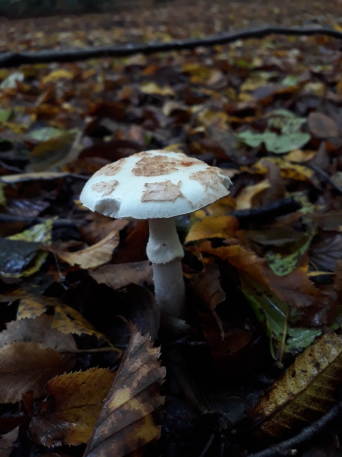 Epping Forest, London, UK, October 2020Warted amanita (Amanita strobiliformis)These young specimens 