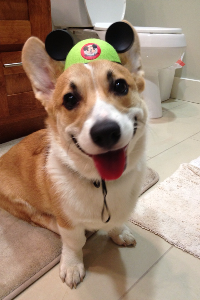 corgiaddict:  Summer! Riley’s ready for some fun at the Happiest Place on Earth.