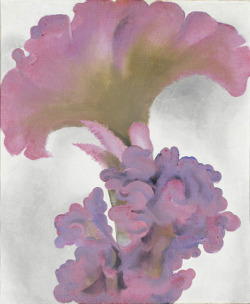 catmota:     Coxcomb Georgia O'Keeffe   