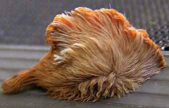 biomedicalephemera: biomedicalephemera:  Southern flannel moth - Megalopyge opercularis