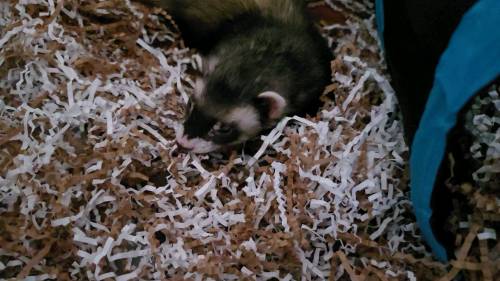I had to take away the paper dig box because someone was eating the paper…WTF : ferrets