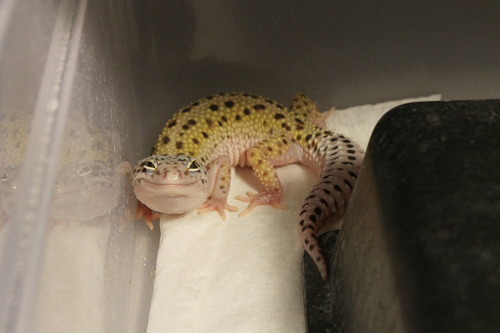 thepredatorblog: thattransguy:householdgeckos: Seems Easter wants to join in on the smiling gecko ba