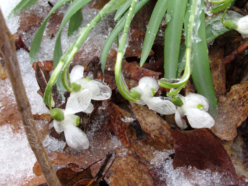 Icy Snowdrops 04/15/2018