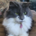 keckyc:This is, without a doubt, her biggest blep yet! Look at the tongue fuzz!