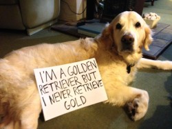 dogshaming:  This dog doesn’t live up to his breed! She’s a golden retriever but she never retrieves gold.View Post