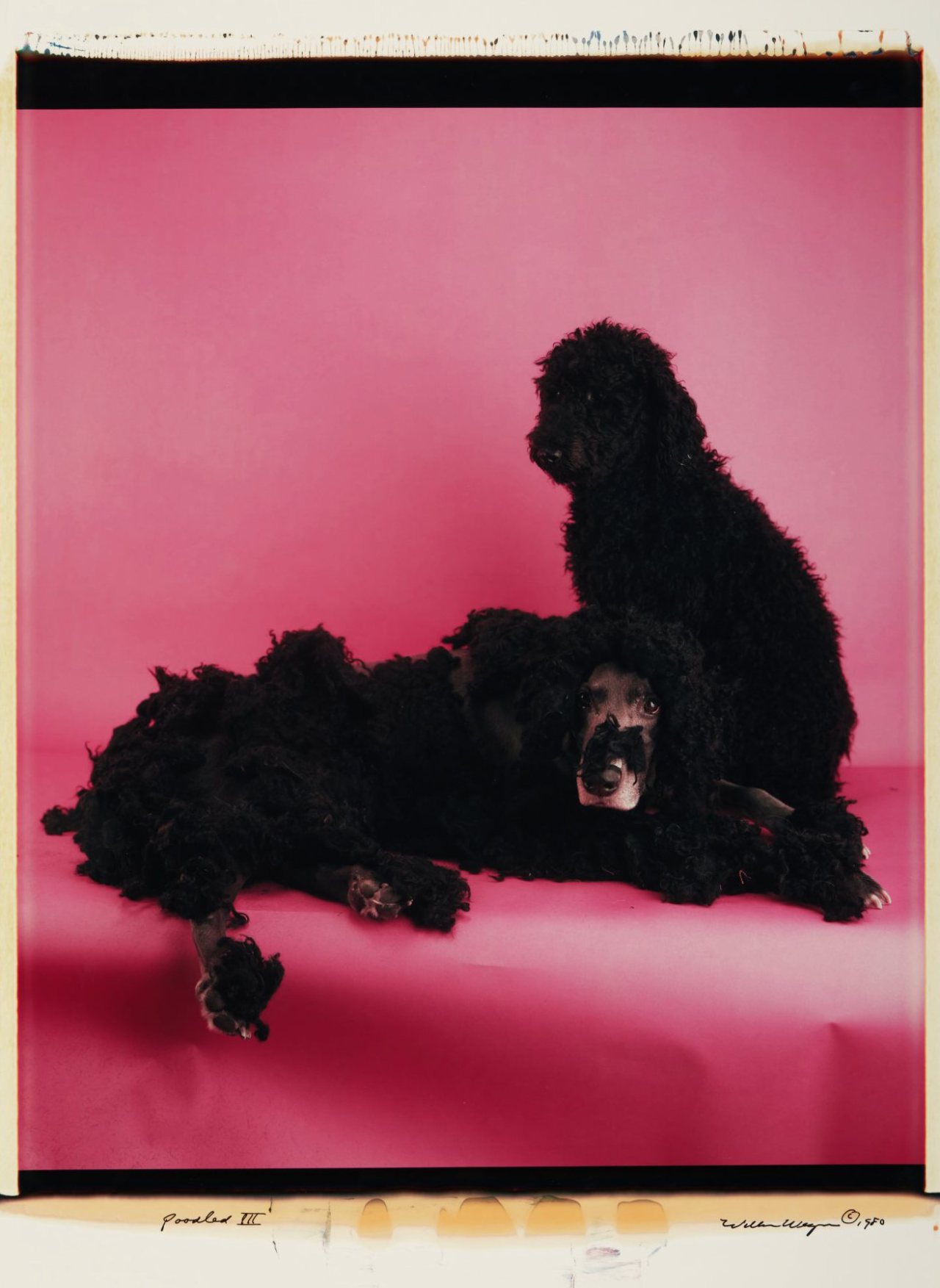 WILLIAM WEGMAN / “POODLED: II” / 1980 [large-format polaroid polacolor print | 24 1/4 x 20 3/4”]