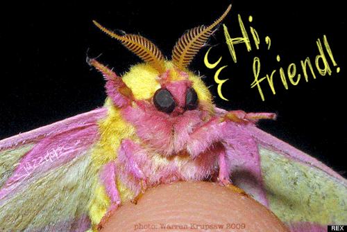 jazzmoth:finally! my moth reaction gif compilationfrom now on i will only express feels in moth gifs