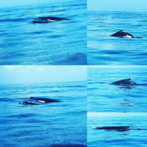 &ldquo;viaggio verso casa&rdquo; #samana #santodomingo #ocean #oceano #balene #viaggioversocasa #wal