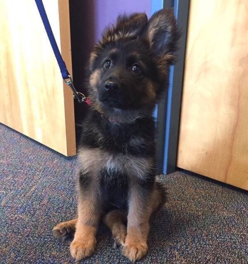 XXX awwww-cute:  Our local police department photo