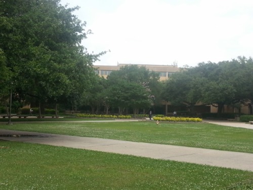 opalborn:LSU’s quad and environs, featuring a fountain I read on a lot because I am actually B