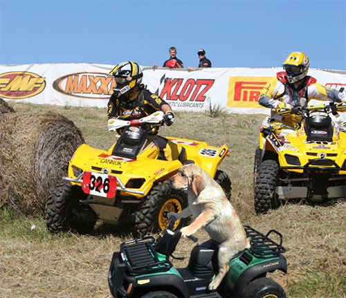 death-by-lulz:  thefrogman: Pow pow power wheels.  My lovely followers, please follow