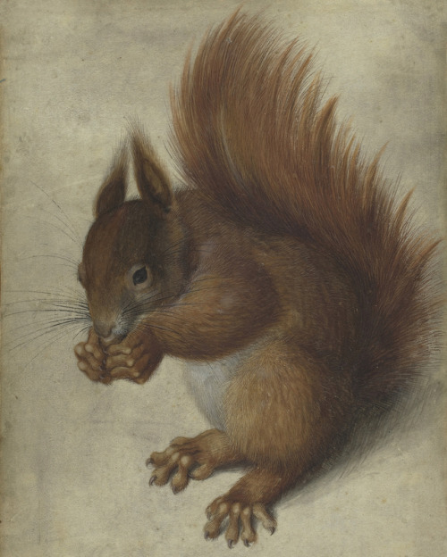 Hans Hoffmann - Red Squirrel - 1578 - via NGA