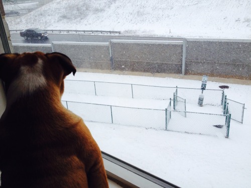 Watching the snow