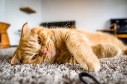 89cats:   	lazy playing (at a cat cafe, Kyoto) by Marser