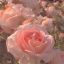 floweryrings