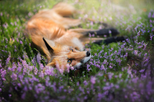 everythingfox:Chillin’ //Iza Łysoń