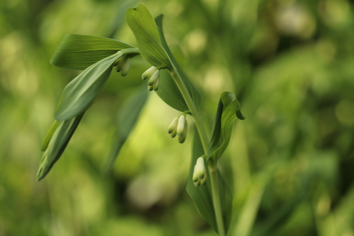 Polygonatum multiforum, known as Solomon&rsquo;s seal, David&rsquo;s harp or ladder-to-heaven. Storr