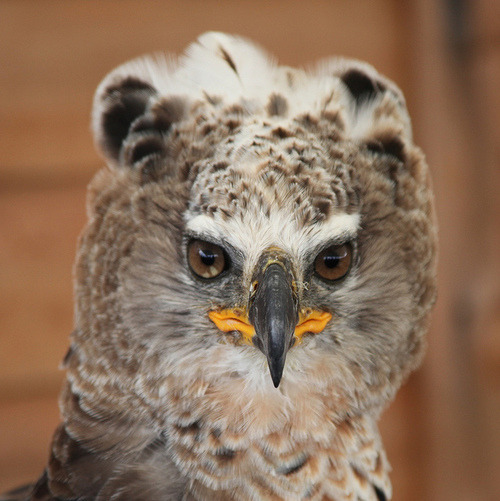 3d-dragon:  So there is this bird called the African Crowned Eagle and its a pretty badass bird   and its one of the worlds biggest birds of prey   and this thing lives off eating monkeys and is said to attack small children …..but anytime I find