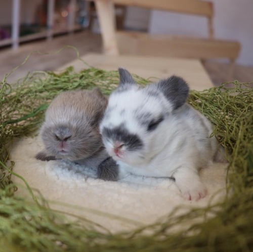 adorable-bunnies - ❤️All good buns