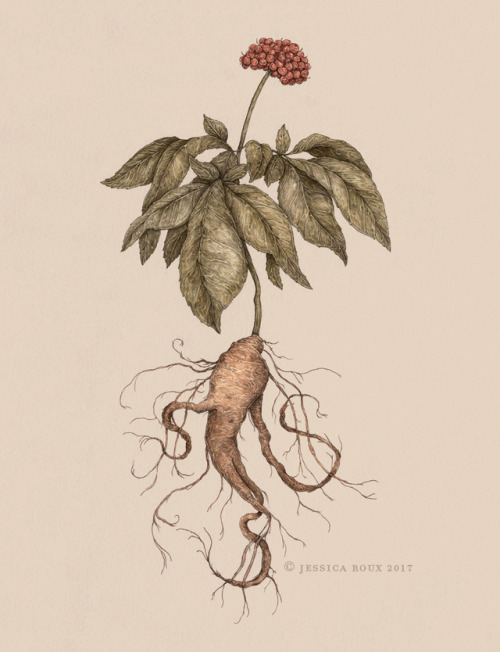 Illustration for the September issue of Cincinnati Magazine, about ginseng as a cash crop. You can r