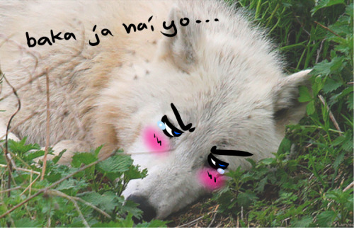 chirijaraiden:  Kawaii animal pics desu. 