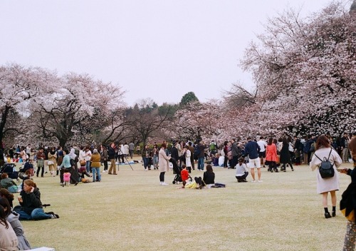 OHANAMI (OLYMPUS PEN FT2 / FUJI 400)