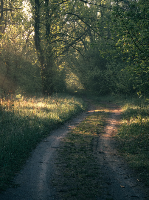 cmorga:Green pathZielona ścieżka