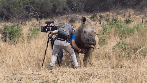  Amazing! Wild Rhino Approaches Cameraman And Demands A Belly Rub [Watch] 