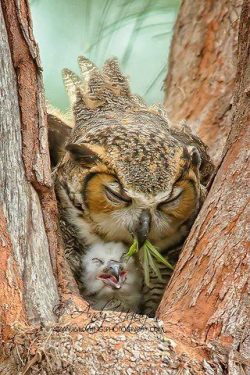 haus-of-ill-repute:  Cutest baby and mama owl pic the world has ever known - Imgur